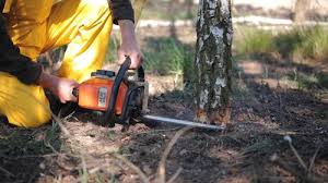 Best Tree Disease Treatment  in Fort Hall, ID